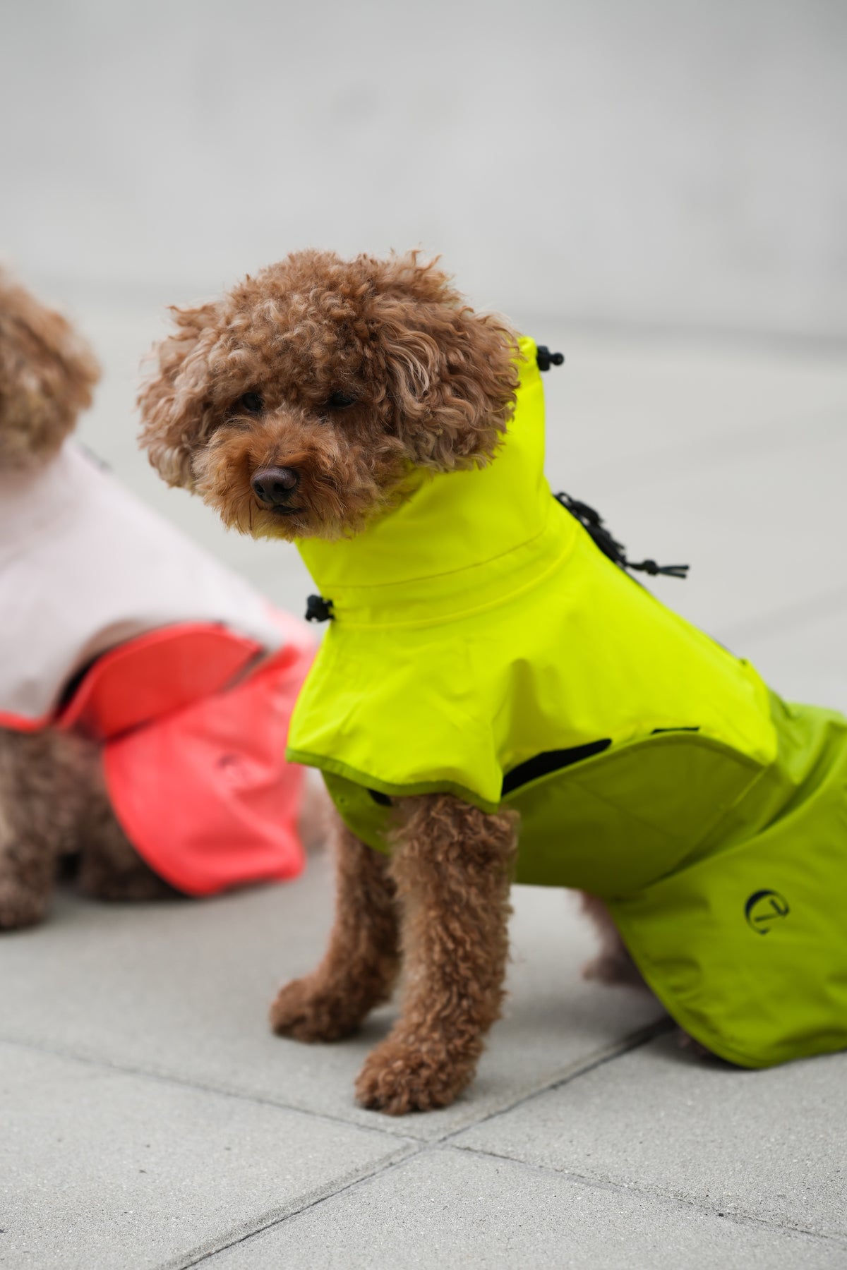 Cloud7 Hunderegenmantel Aktiv Neon Green Light Olive Hunderegenmantel Regenmantel für Hunde mit Geschirr