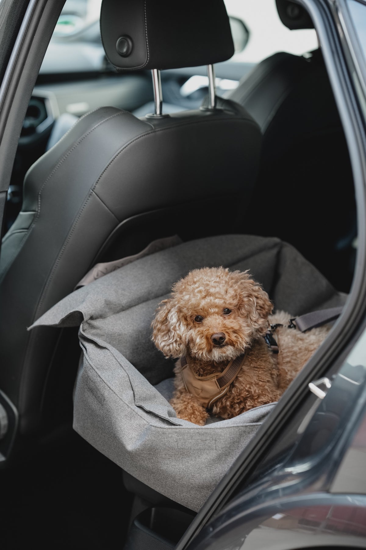 Cloud7 Hundeautositz Getaway Light Graphite Autofahren mit Hund Autositz