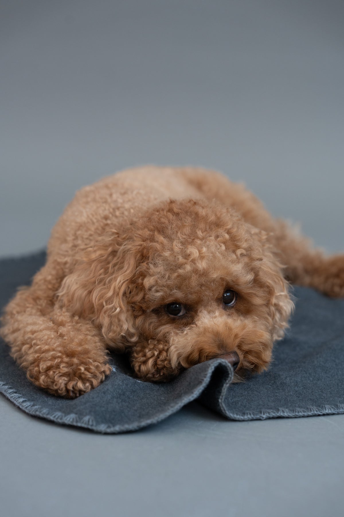 Cloud7 Hundedecke Soft Fleece Dark Grey Hundedecke waschbar Reisen mit Hund