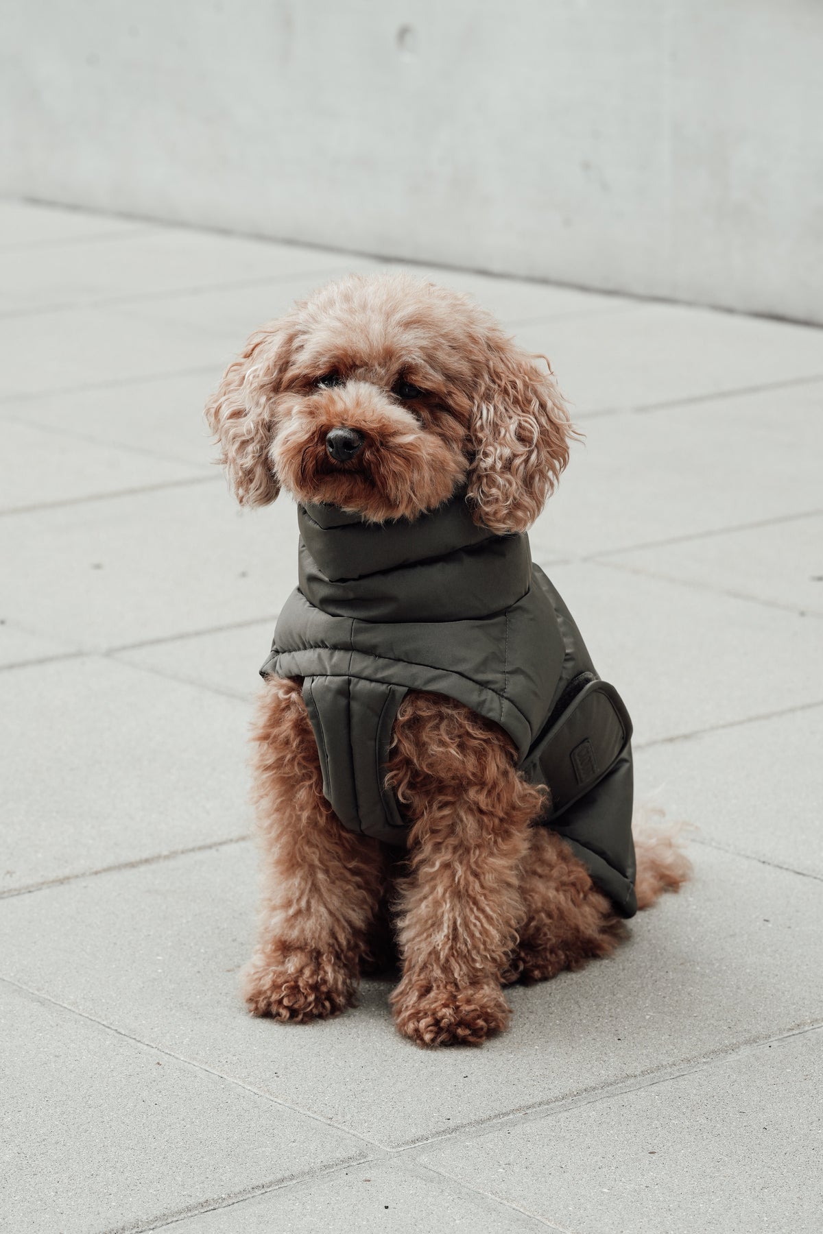 Cloud7 Hundemantel Alaska Light Olive Hundemantel Wintermantel für Hunde
