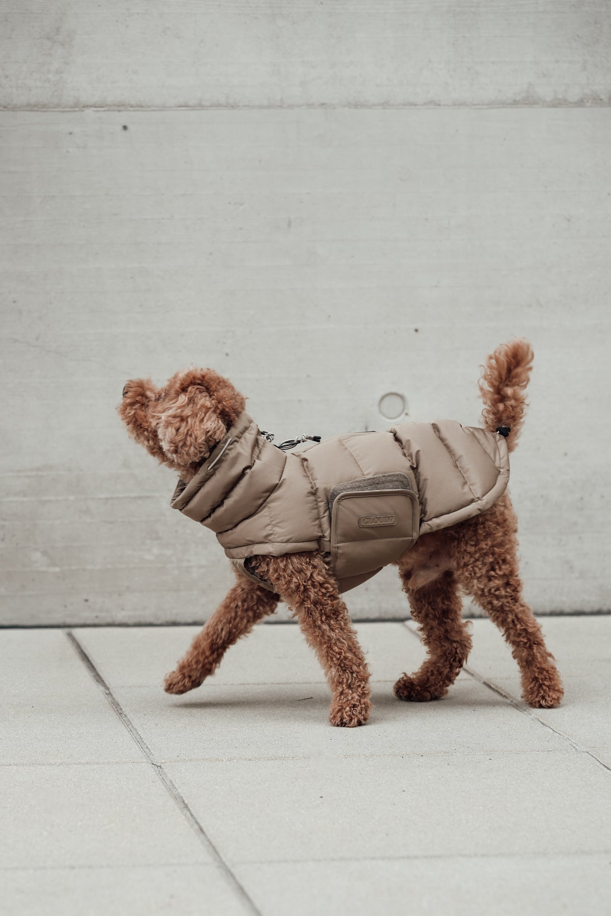 Cloud7 Hundemantel Alaska Sandy Brown Hundemantel Wintermantel Dackel Bauchschutz