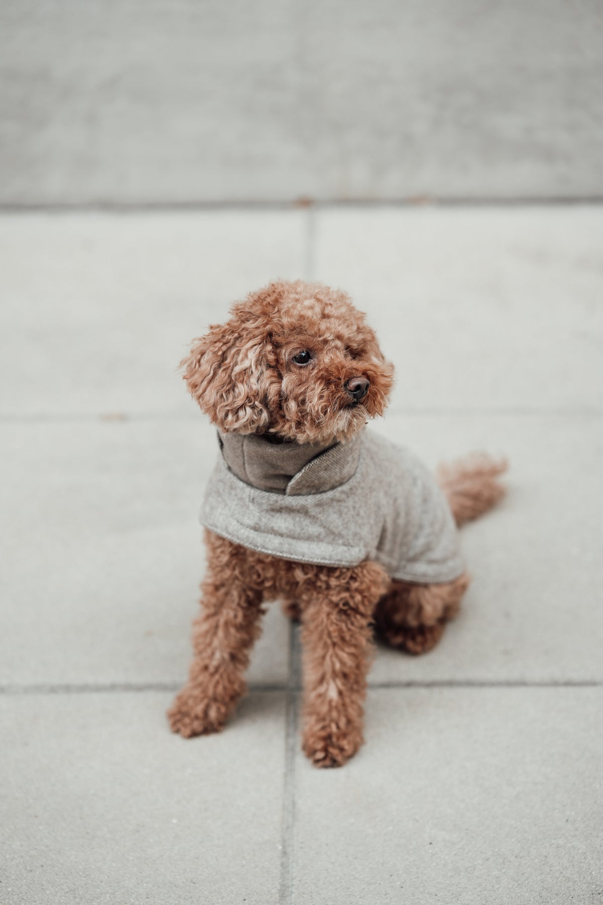 Cloud7 Hundemantel Brooklyn Tweed Beige LEVEY Hundemantel Mantel für Hunde
