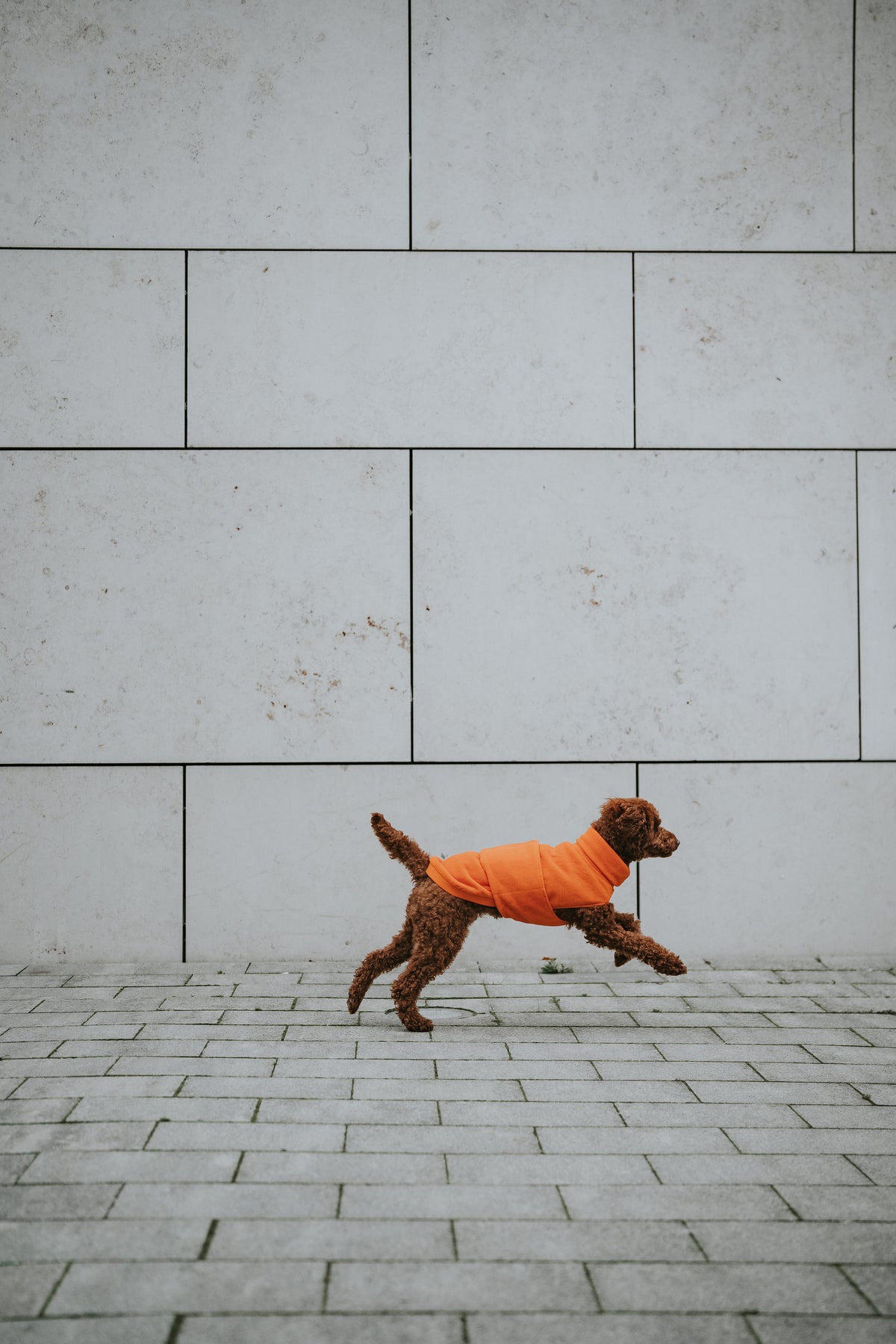 Cloud7 Hundepullover Fleece Derby Orange Hundemantel wasserabweisend
