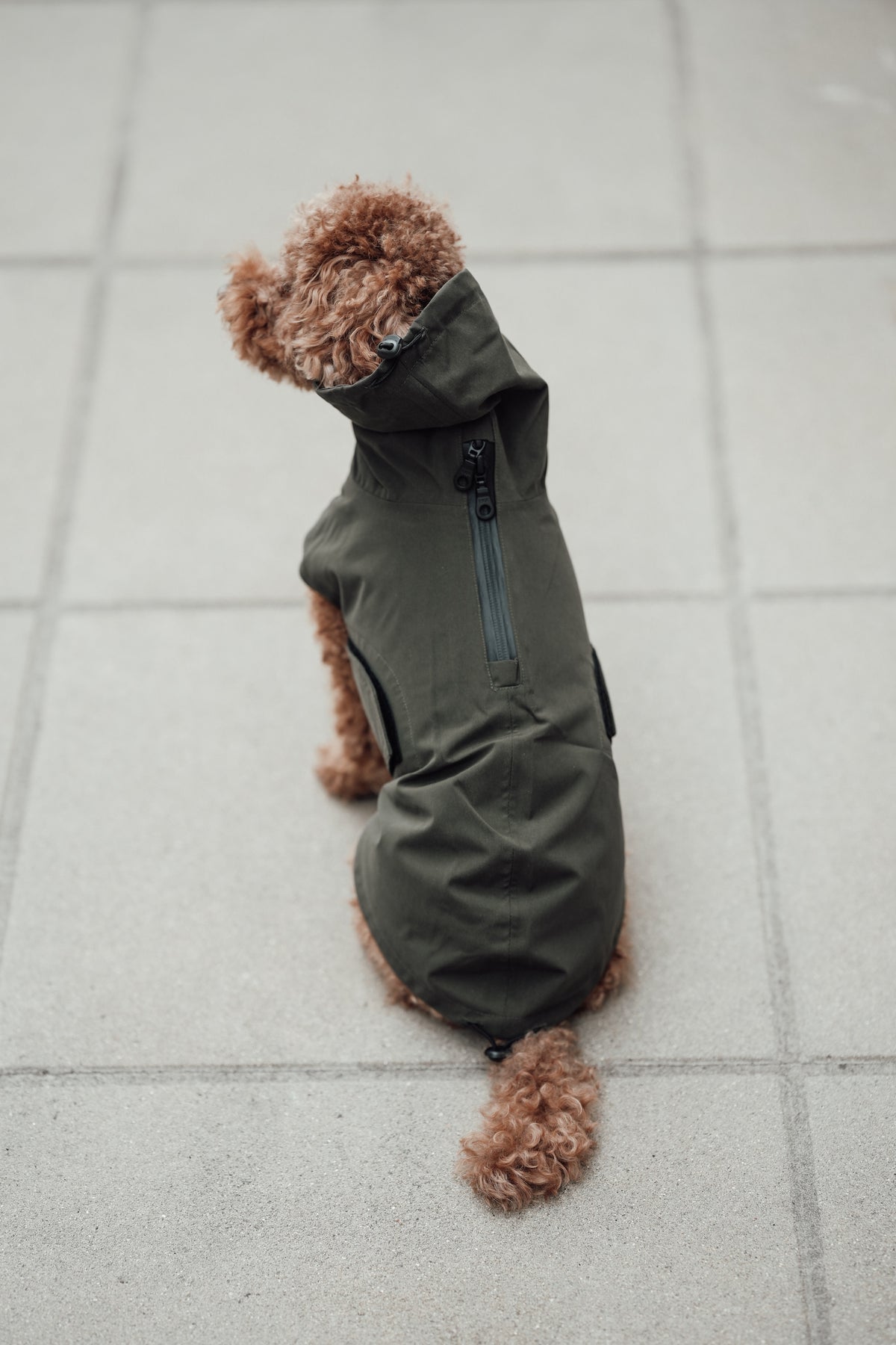 Cloud7 Hunderegenmantel Dublin Dark Olive Regenmantel für Hunde Regenmantel für kleine Hunde