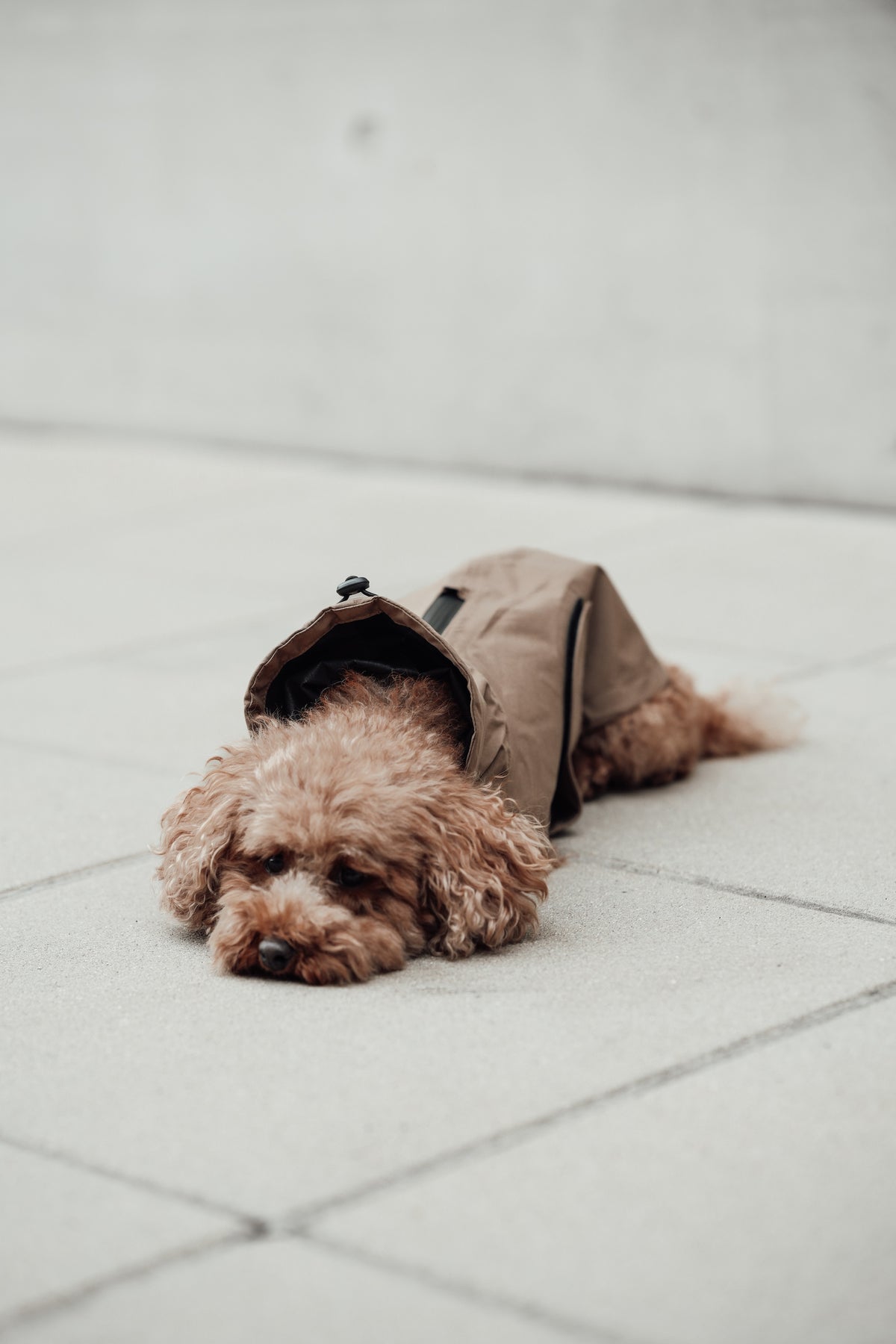 Cloud7 Hunderegenmantel Dublin Sandy Brown Regenmantel für Hunde Hunderegenmantel waschmaschinengeeignet