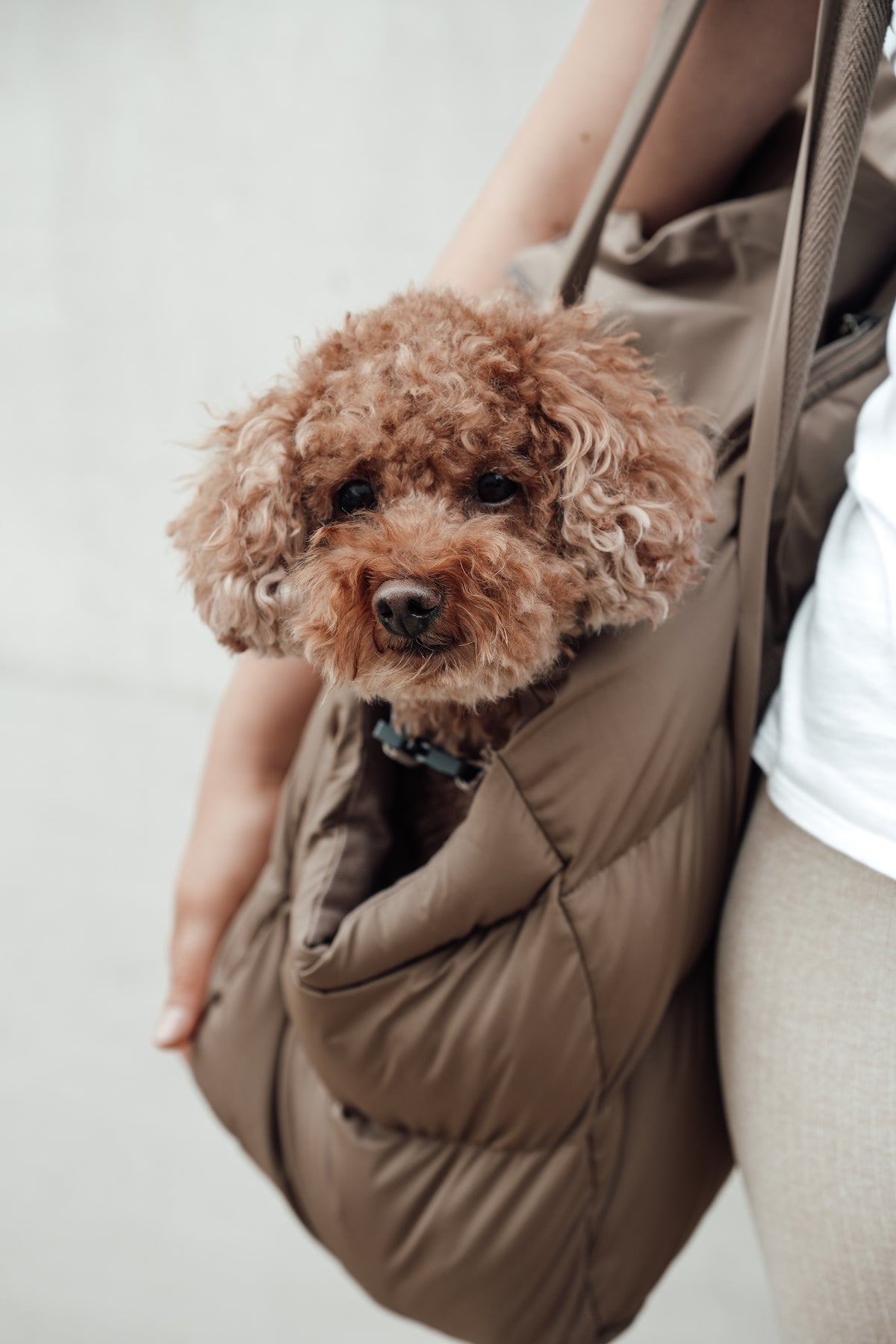 Cloud7 Hundetasche Montreal Tragetasche Hund gepolstert