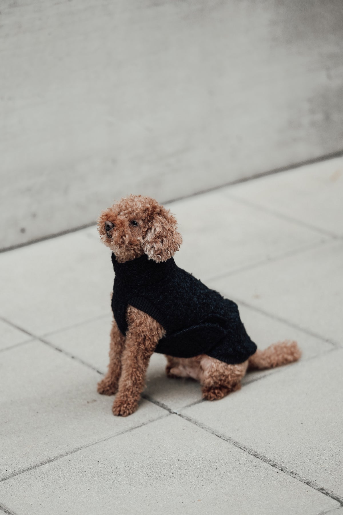 Cloud7 Hundewintermantel Hundepullover Gotland Anthra Hundemantel Mantel Hund warm Wintermantel Hund wasserabweisend