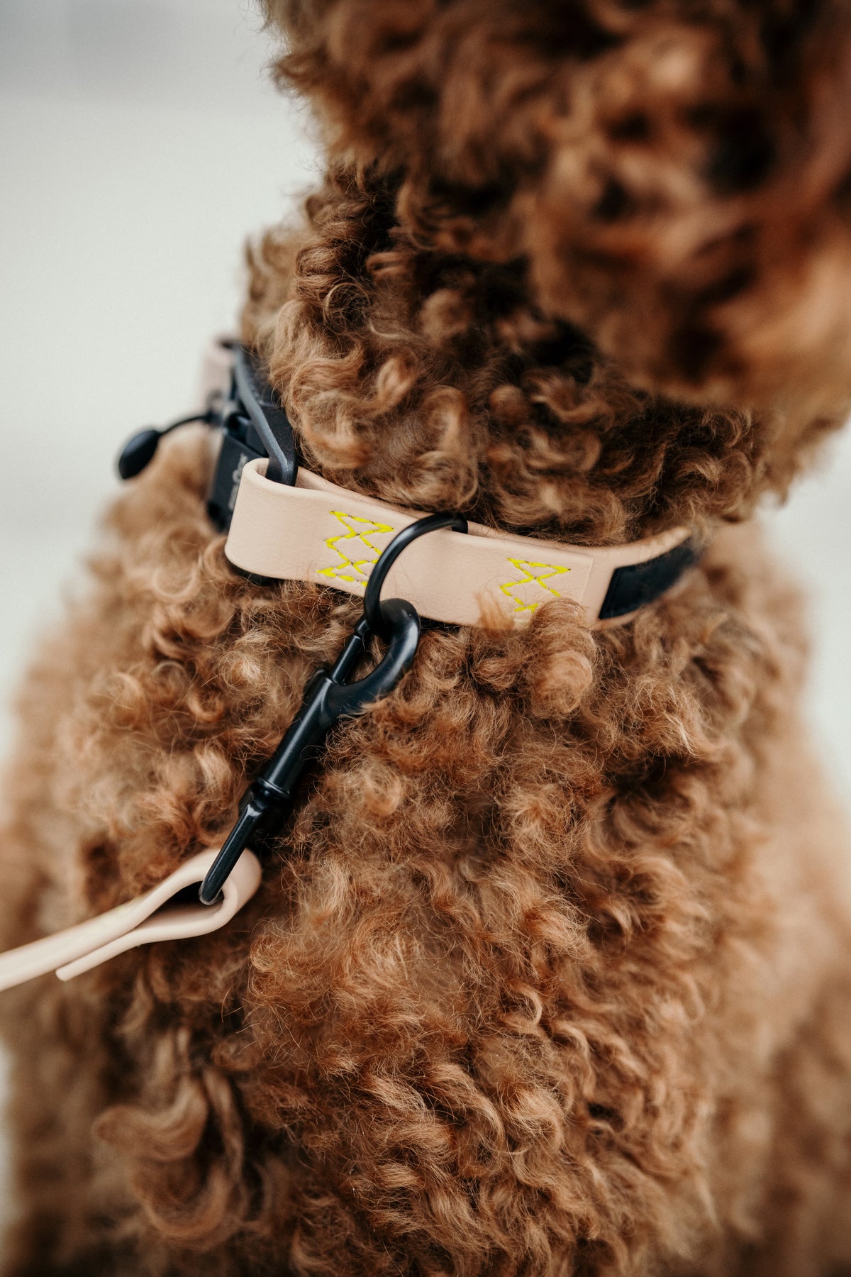 Cloud7 x LEVEY Hundehalsband BioThane Ipanema Powder C7 x LEVEY Hundehalsband Puder Reißfest