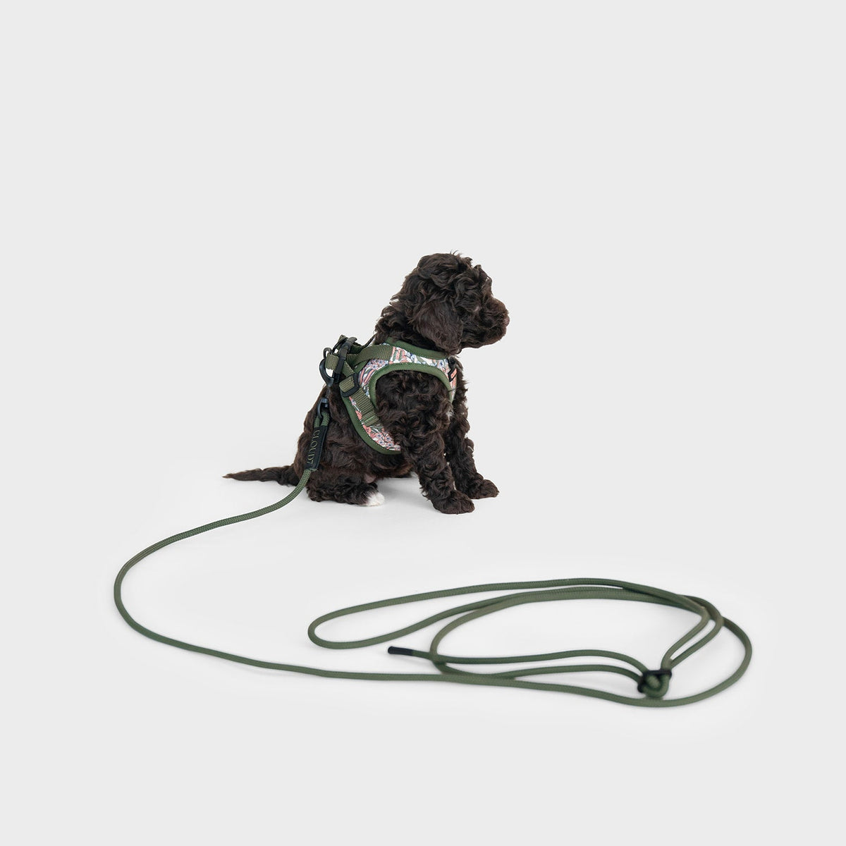 Cloud7 Seilleine LTTL Dark Olive Hundeleine für kleine Hunde