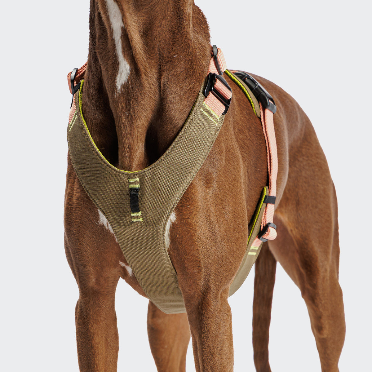 Cloud7 Y-2-Harness AKTIV Khaki / Peach Hundegeschirr Joggen mit Hund