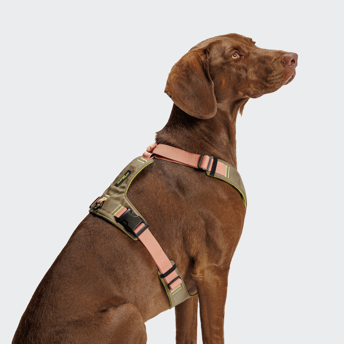 Cloud7 Y-2-Harness AKTIV Khaki / Peach Hundegeschirr wasserabweisend