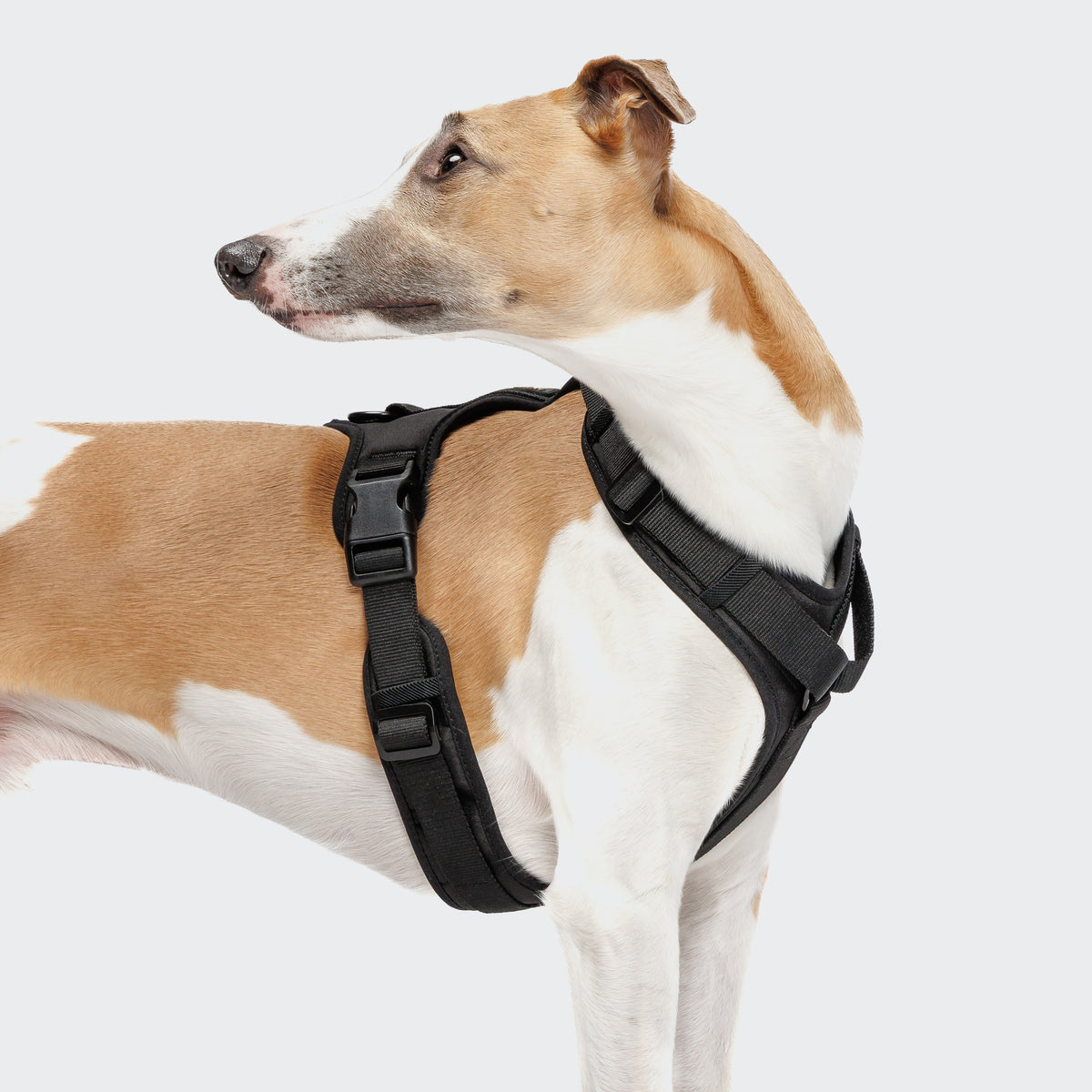 Cloud7 Y-3-Harness AKTIV Black Geschirr für Hunde