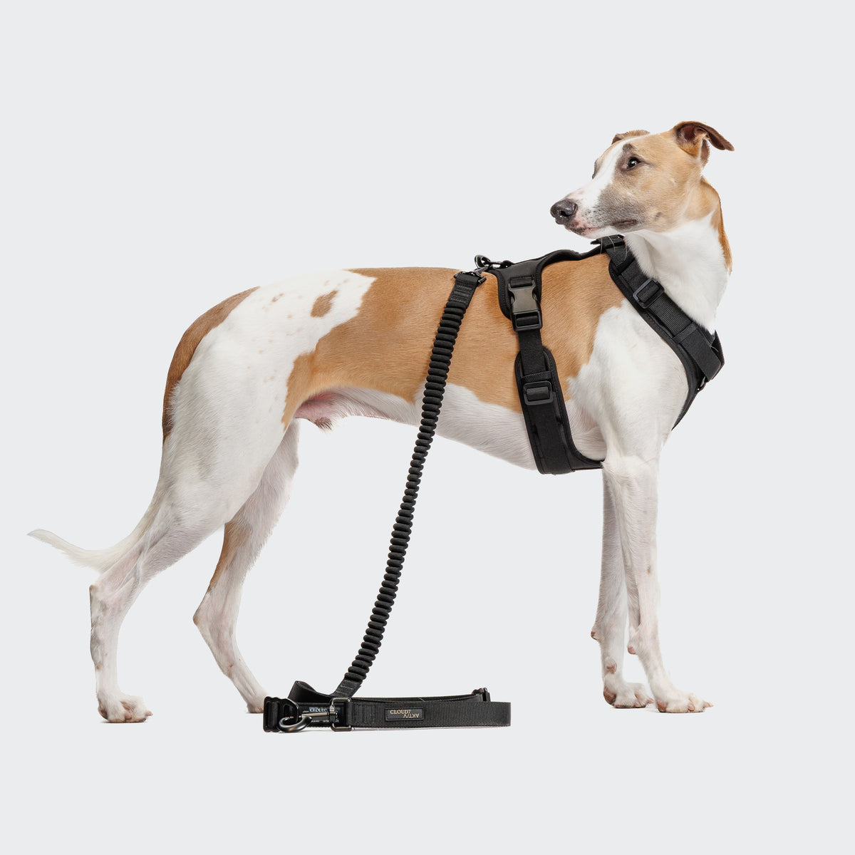 Cloud7 Y-3-Harness AKTIV Black Hundegeschirr