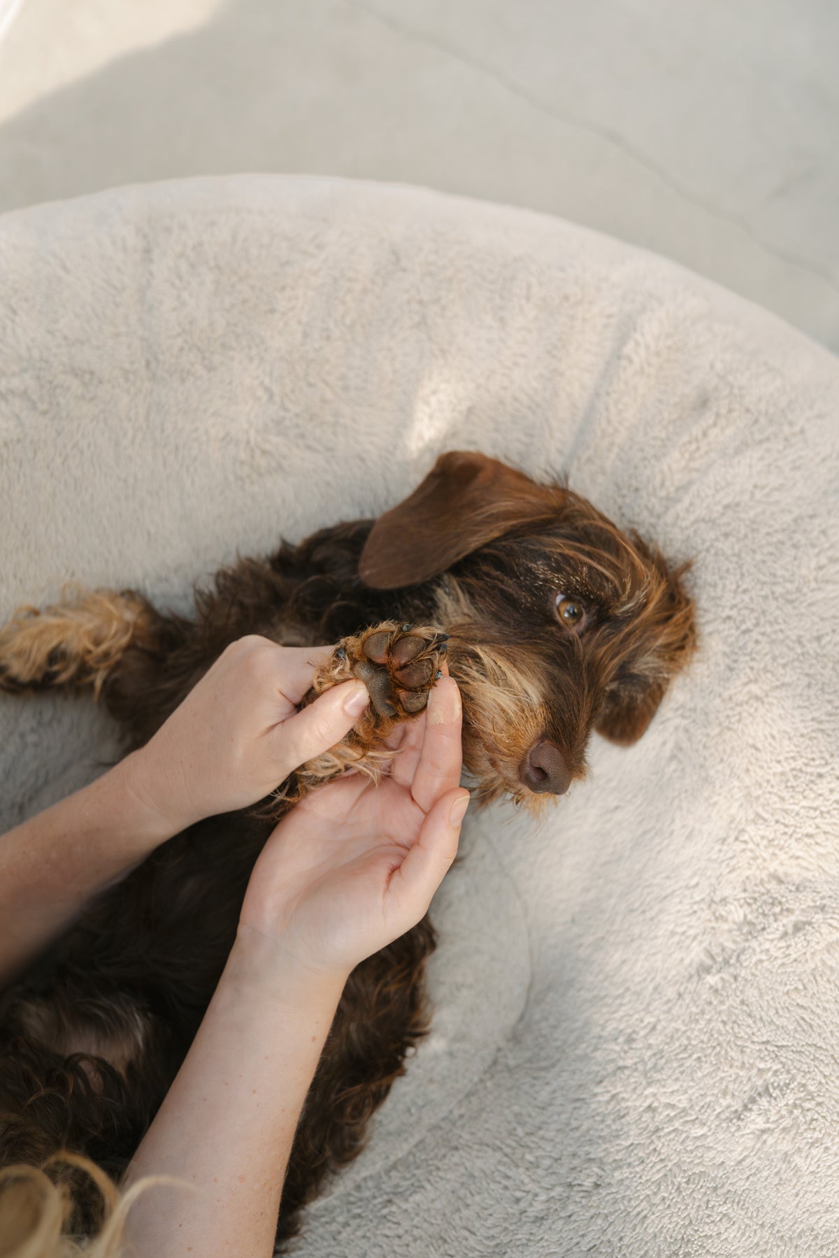 LILA LOVES IT Pfötchenpflege Pfotenpflege für Hunde Balsam Hundepfoten