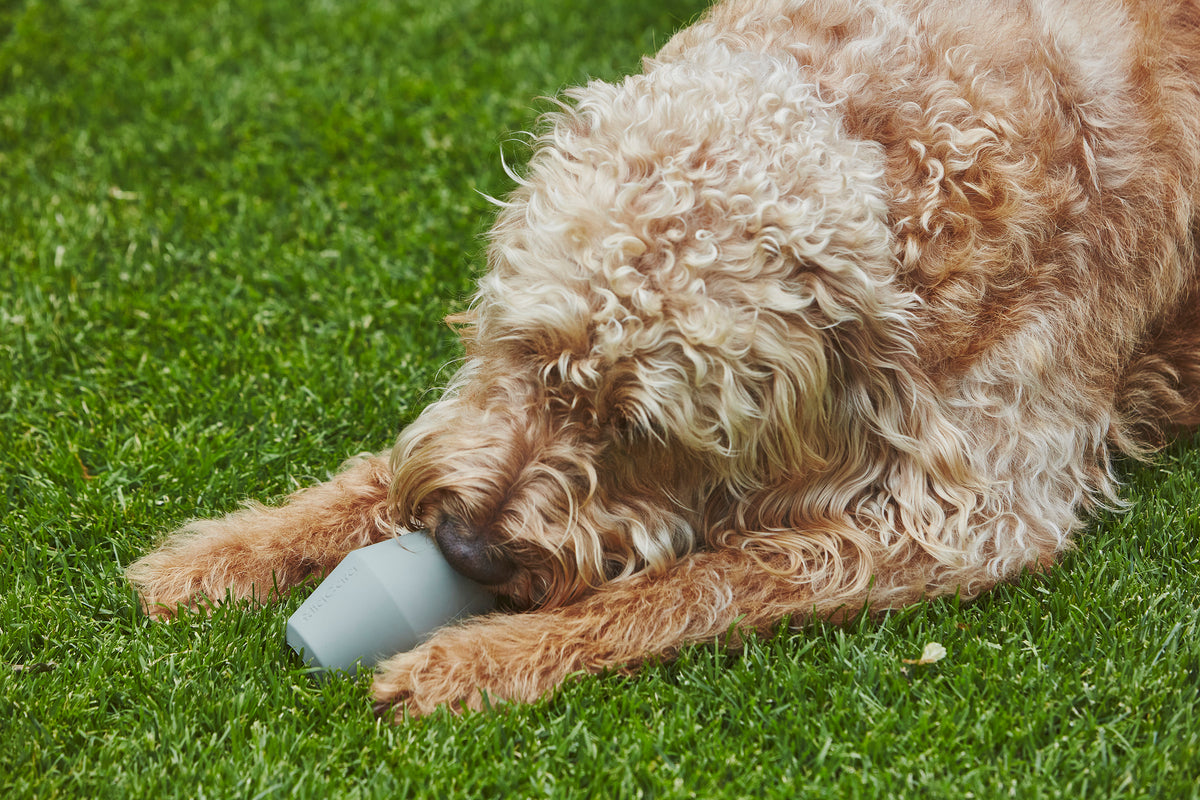 MiaCara Cono Beschäftigungsspielzeug Salbei Hundespielzeug
