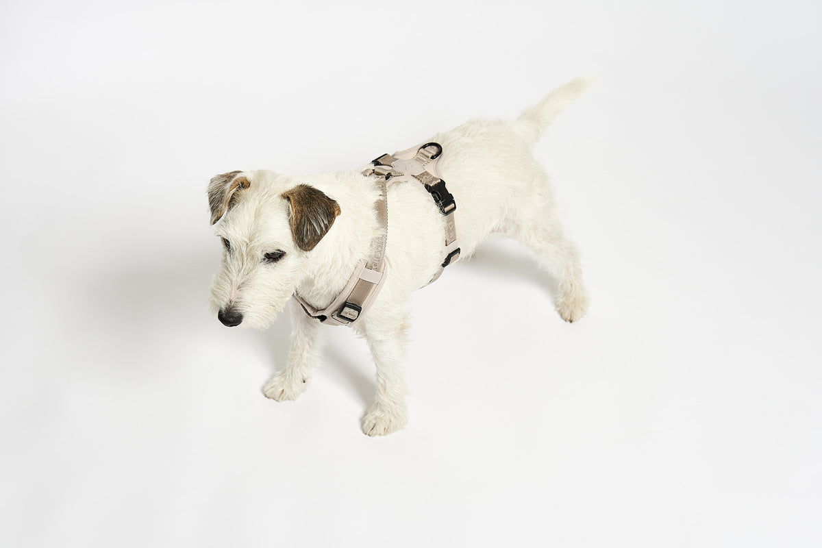 MiaCara Geschirr Modena Greige verstellbares Hundegeschirr beige