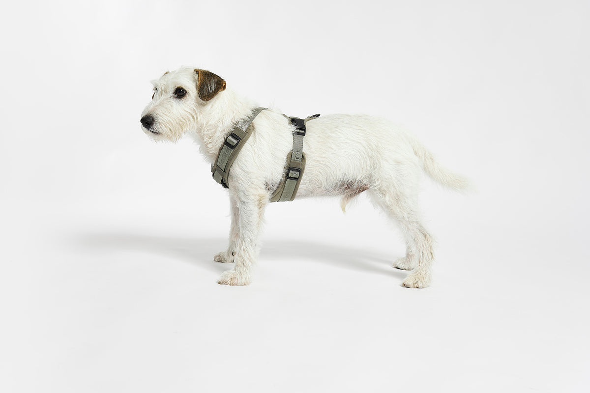 MiaCara Geschirr Modena Grolive verstellbares Hundegeschirr