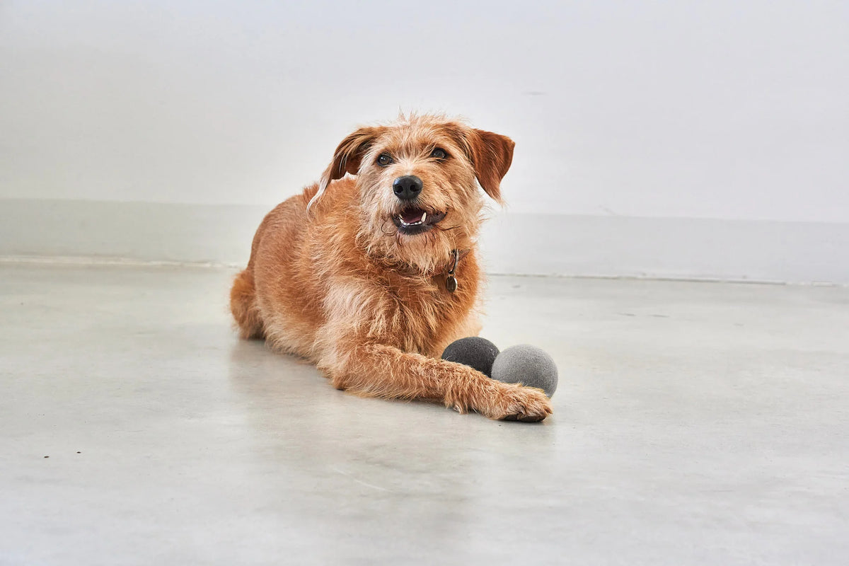 MiaCara Globo Hundeball Beton Hundespielzeug für Welpen