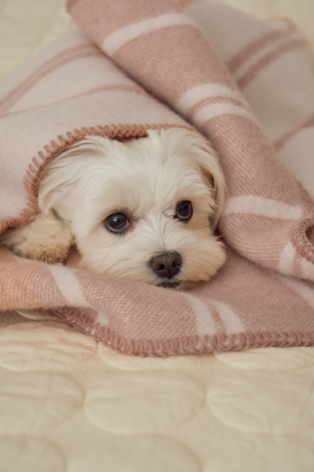 MiaCara Hundedecke Rigato Wolle Blush Creme Hundedecke aus Naturmaterialien