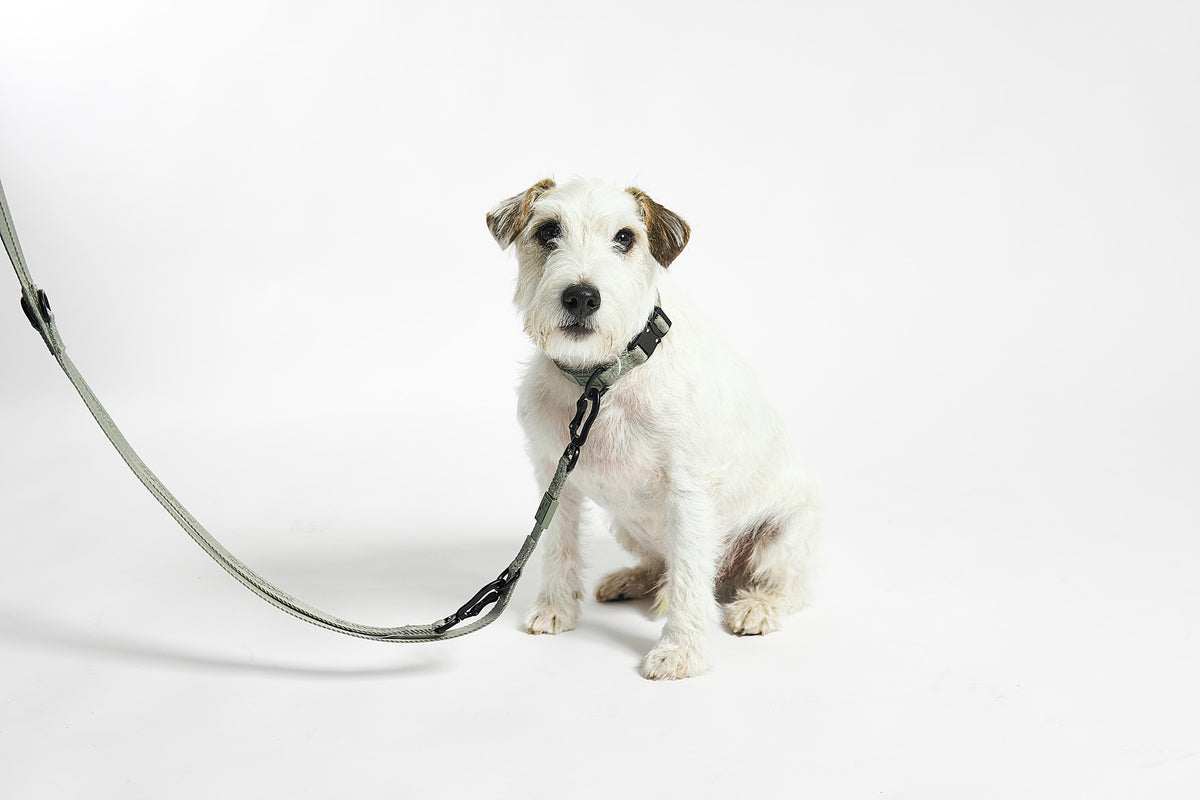 MiaCara Hundehalsband Modena Grolive gruenes verstellbares Halsband