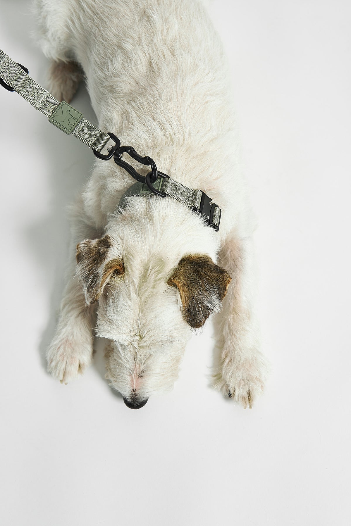 MiaCara Hundehalsband Modena Grolive stylisches Halsband