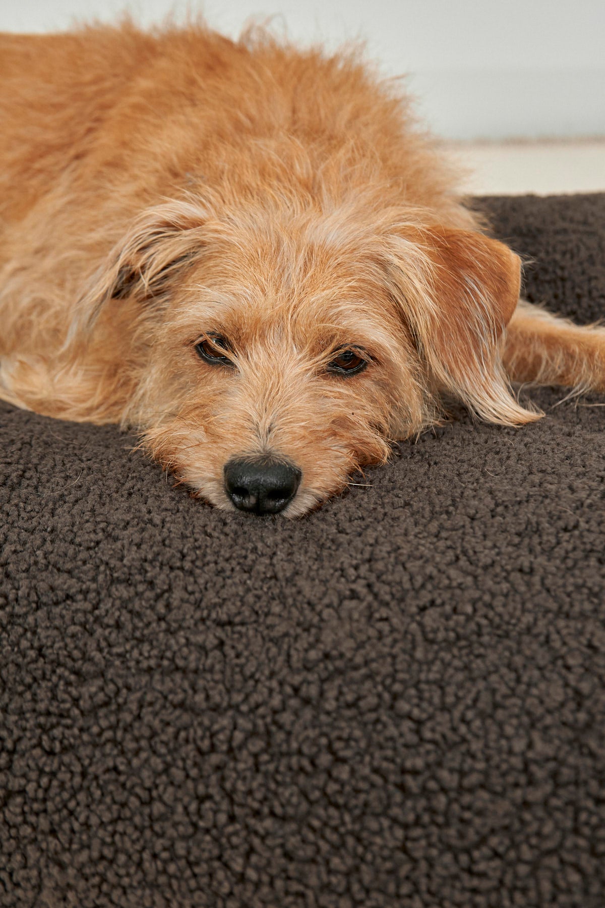 MiaCara Senso Hundekissen Schokolade Hundekissen Bouclé