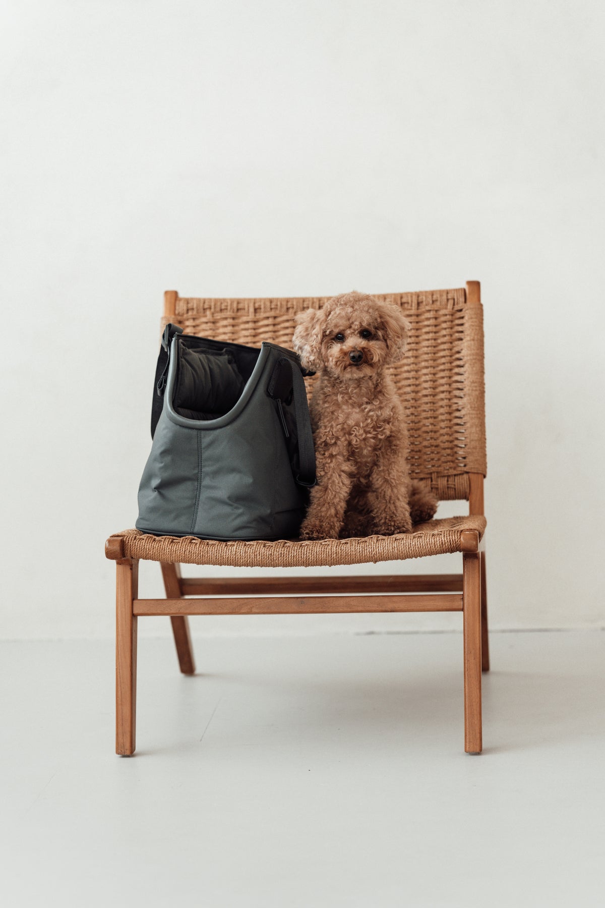 MiaCara Sporta Hundetragetasche Asphalt Hundetragetasche Dackel Reisen mit Hund