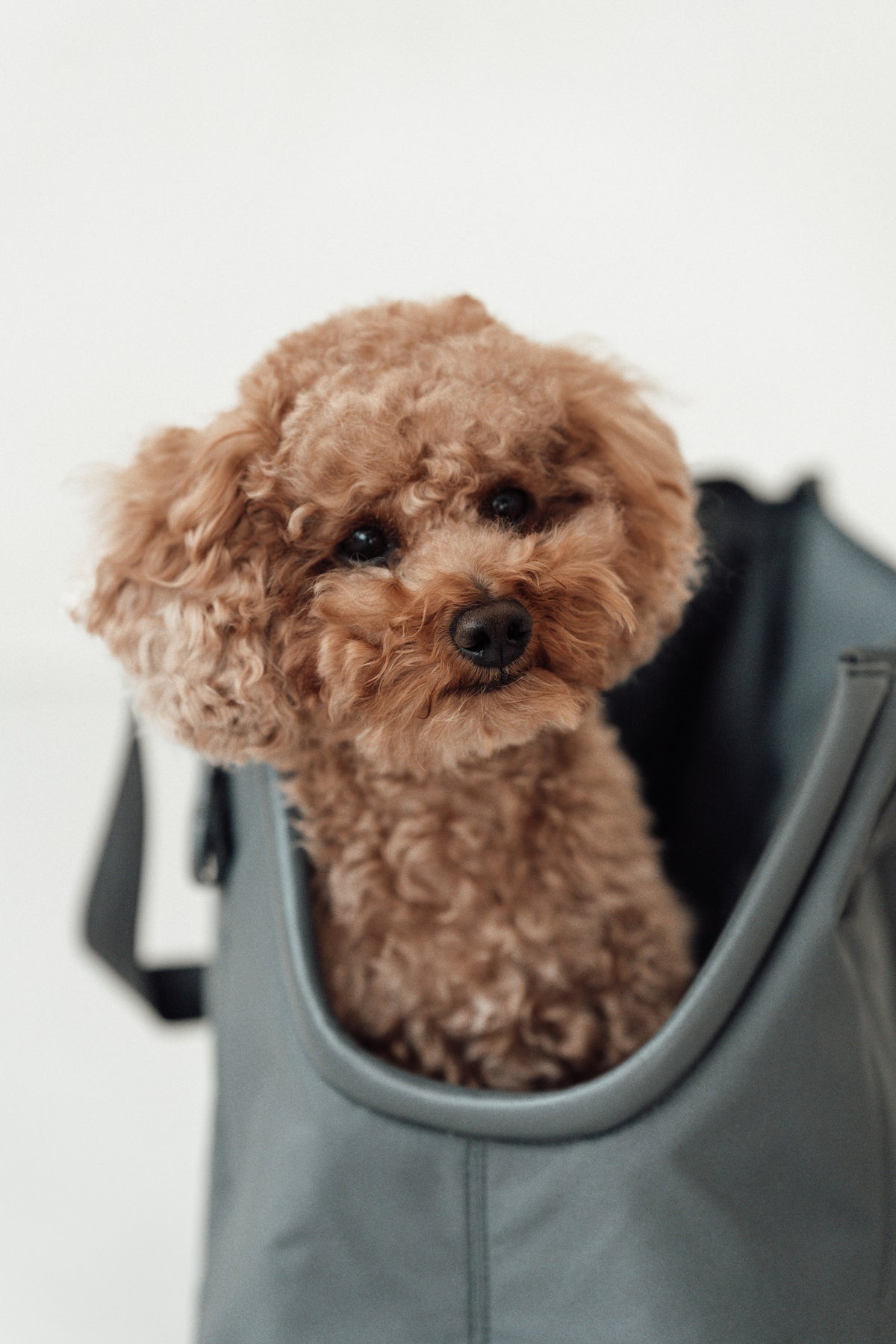 MiaCara Sporta Hundetragetasche Asphalt Hundetragetasche für unterwegs
