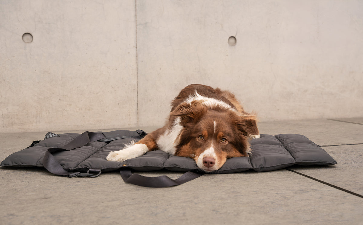 MiaCara Strada travelBed Asphalt Hundedecke Reisen mit Hund