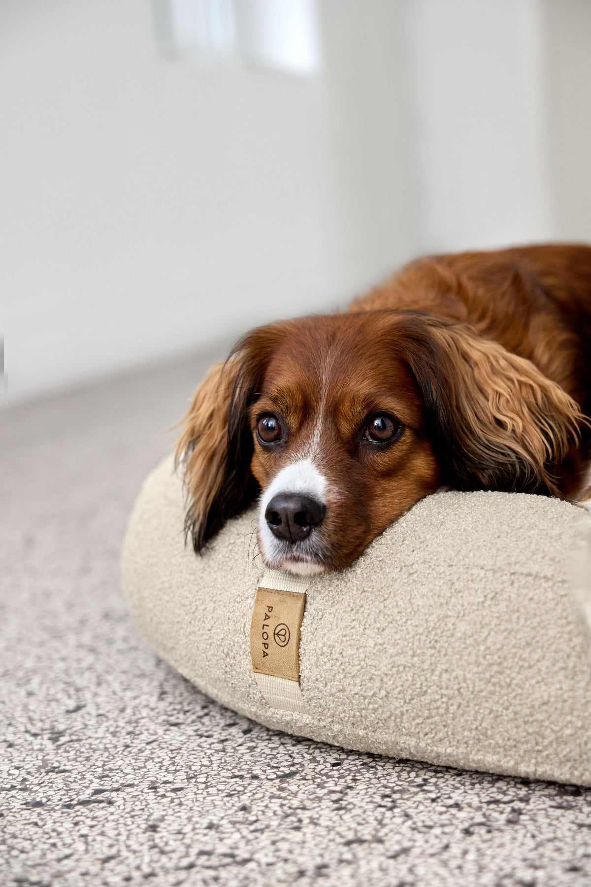 PALOPA Hundebett Donut Fippa Hafer Hundekissen rund Boucle Teddystoff Beige