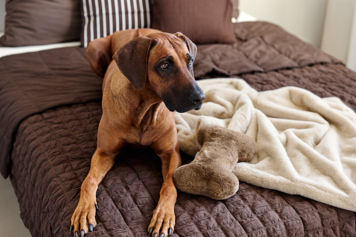 PALOPA Hundedecke Tuva Cashmere Hundedecke Sofa