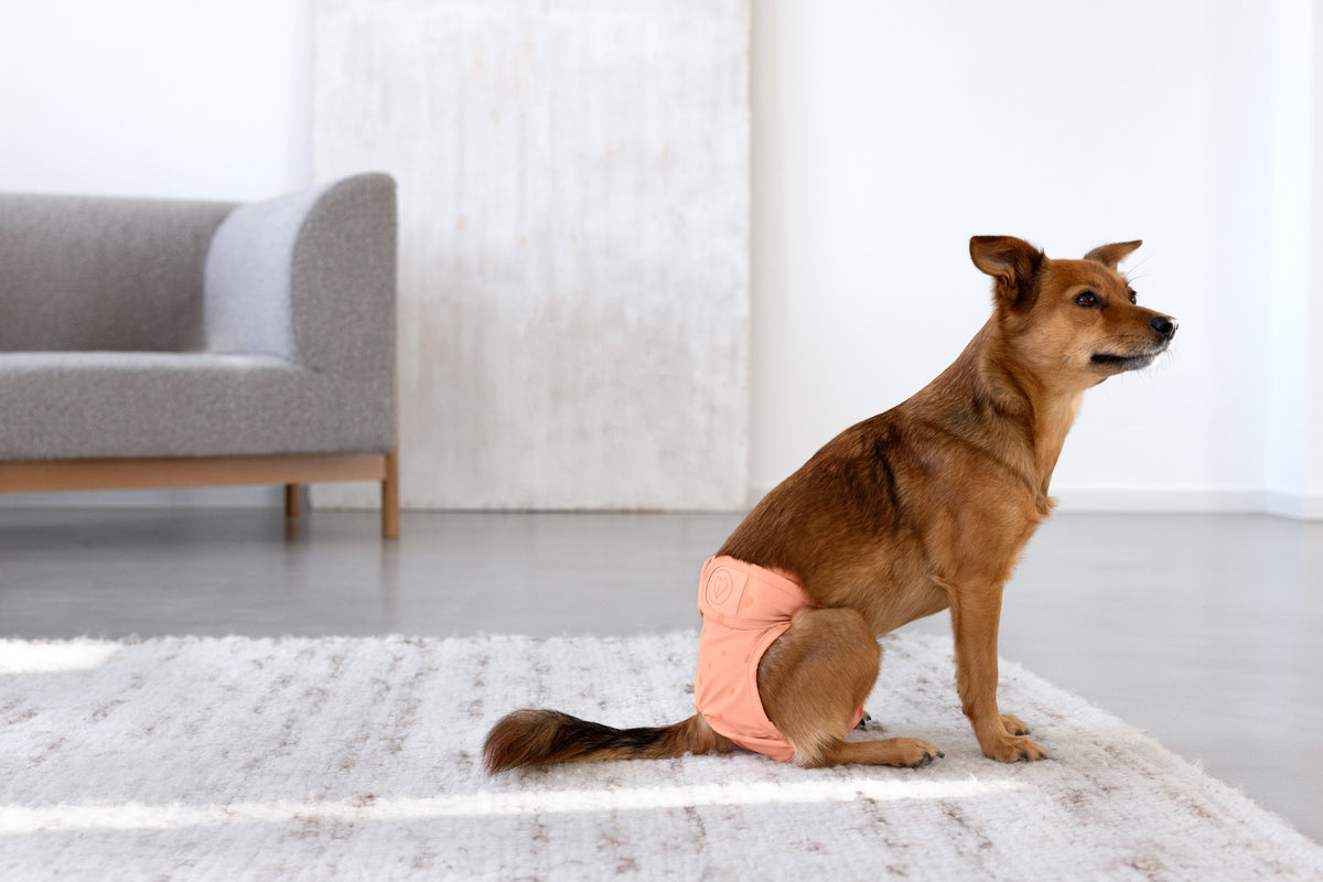 PALOPA Läufigkeitshöschen Dog Diaper Glan Dots Peach Hundewindeln kleine Hunde