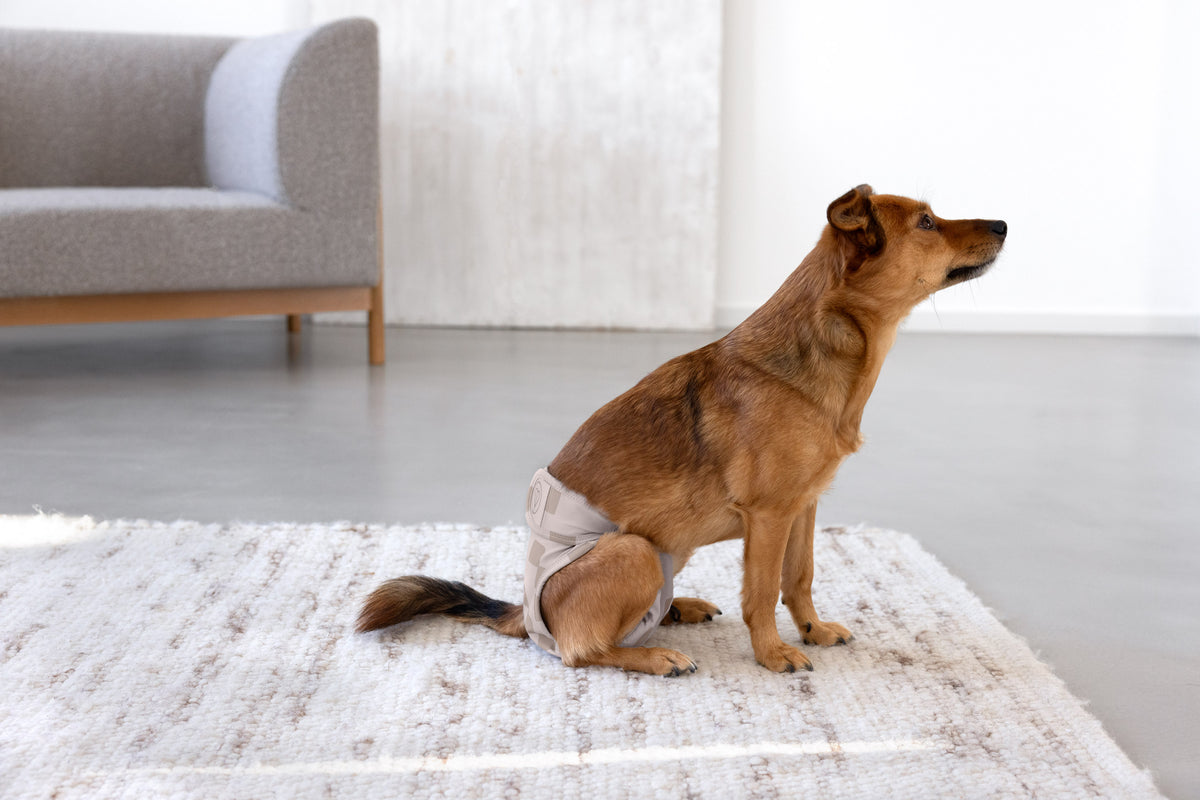 PALOPA Läufigkeitshose & Hundewindel Glan Taupe waschbare Hundewindeln