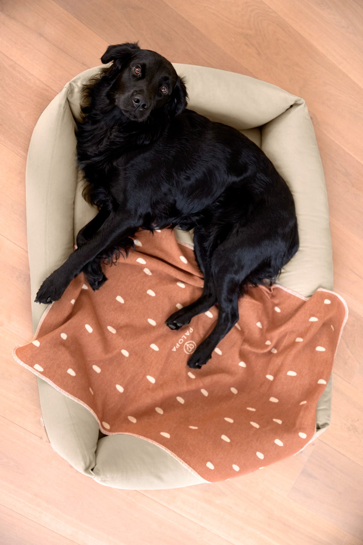 Palopa Hundedecke Ida Punkte Zimt Milchig gepunktete dünne Hundedecke