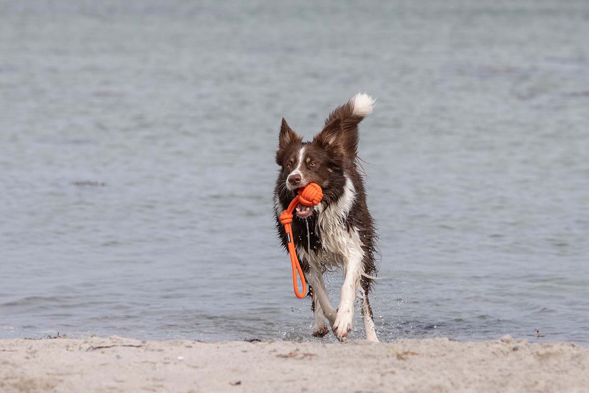 Treusinn Eco Tau-Spielzeug Bolly Orange Apportierspielzeug für Hunde