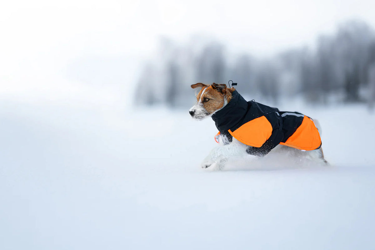 Non-stop dogwear® Glacier Jacket 3.0 Black / Orange Hundewintermantel
