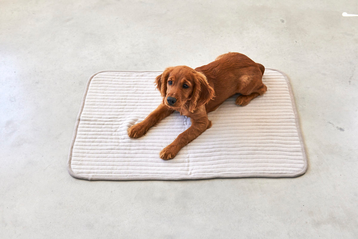 MiaCara Onda Strickdecke Greige Hundedecke fuer unterwegs
