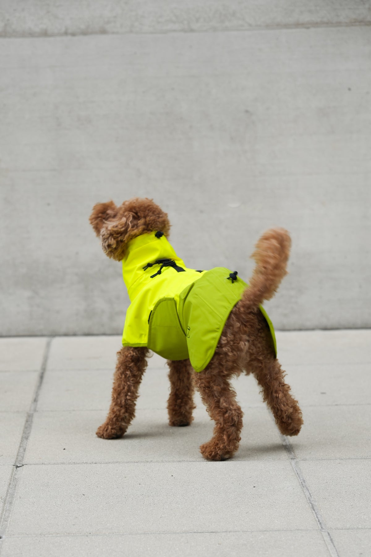 Cloud7 Hunderegenmantel Aktiv Neon Green Light Olive Hunderegenmantel reflektierend wasserdicht