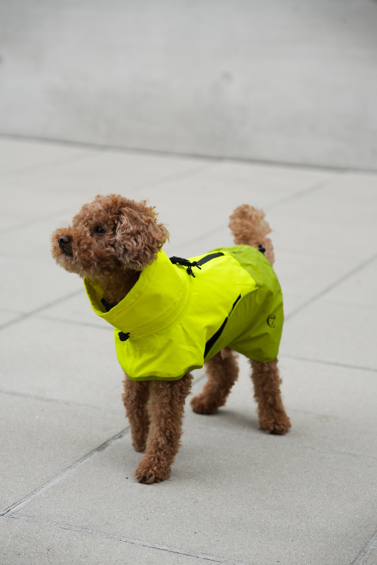 Cloud7 Hunderegenmantel Aktiv Neon Green Light Olive Hunderegenmantel Regenmantel Hund wasserdicht