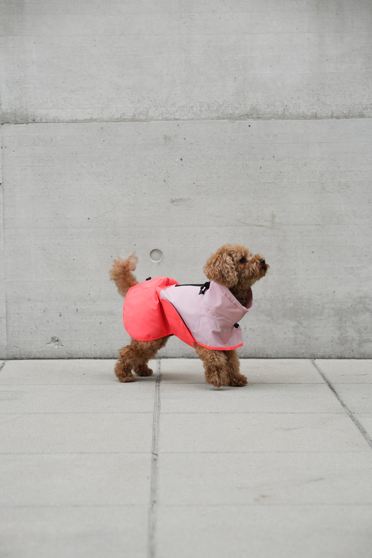 Cloud7 Hunderegenmantel Aktiv Peach Neon Pink Hunderegenmantel Regenmantel Hund mit Geschirr reflektierend