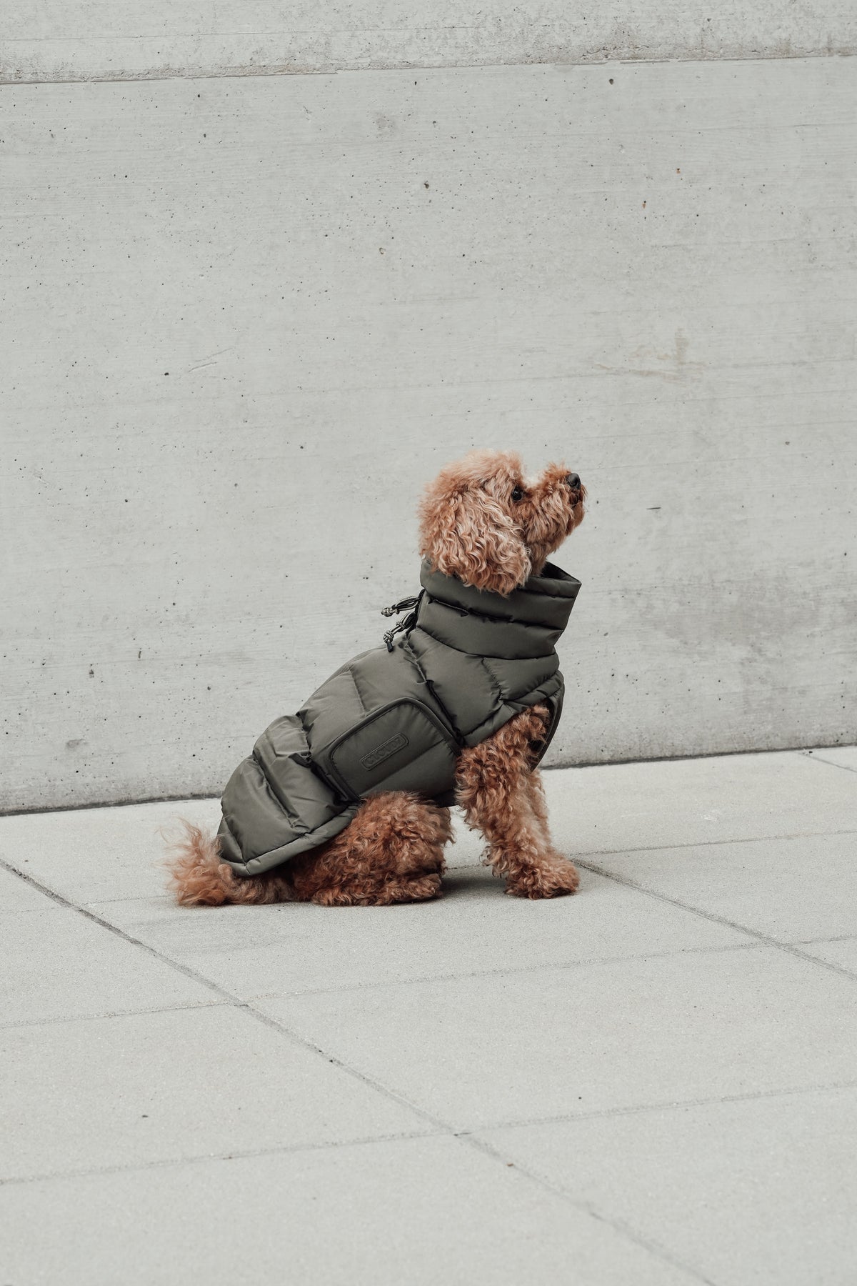 Cloud7 Hundemantel Alaska Light Olive Hundemantel Wintermantel für Hunde mit Geschirr