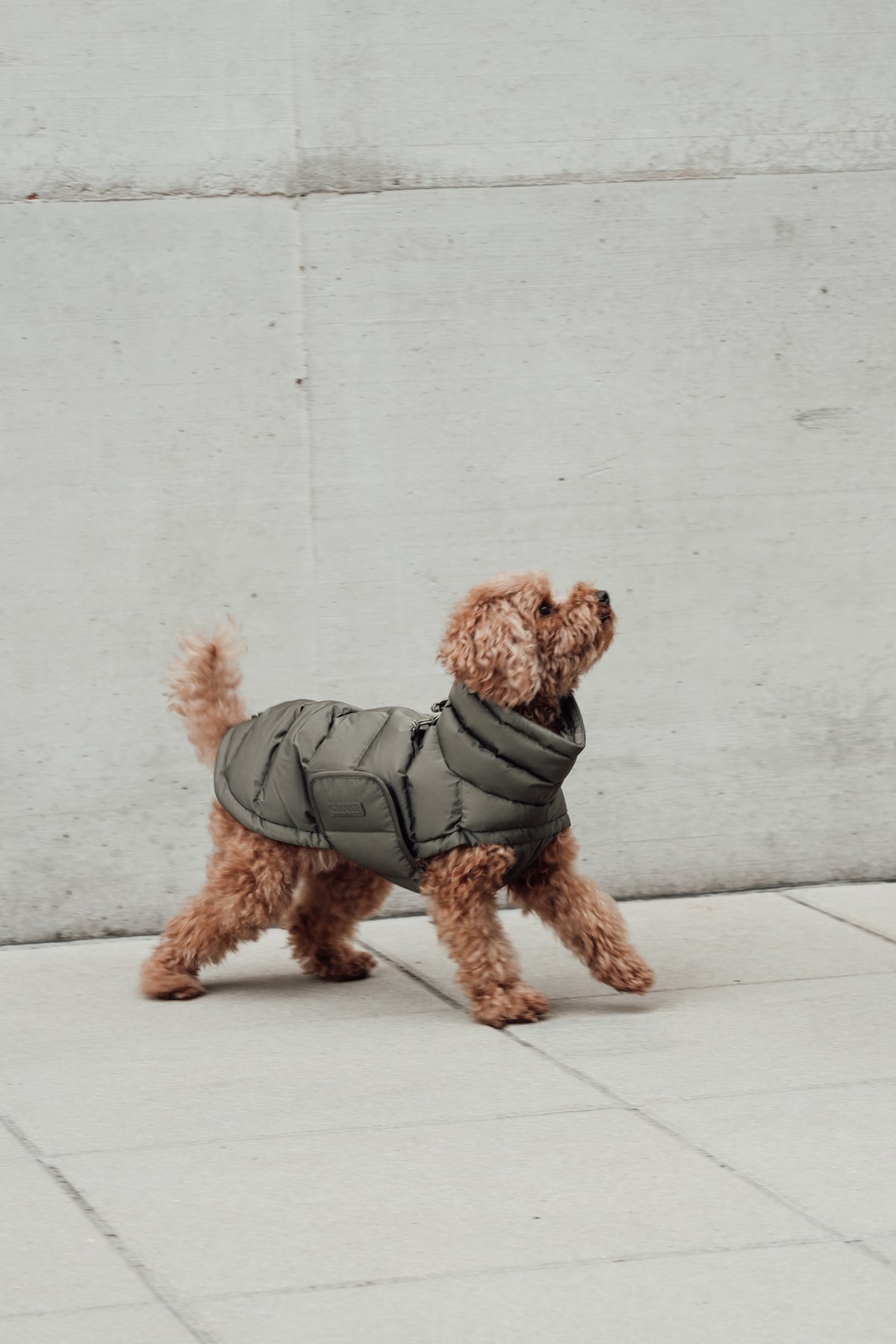 Cloud7 Hundemantel Alaska Light Olive Hundemantel Wintermantel für Hunde verstellbar