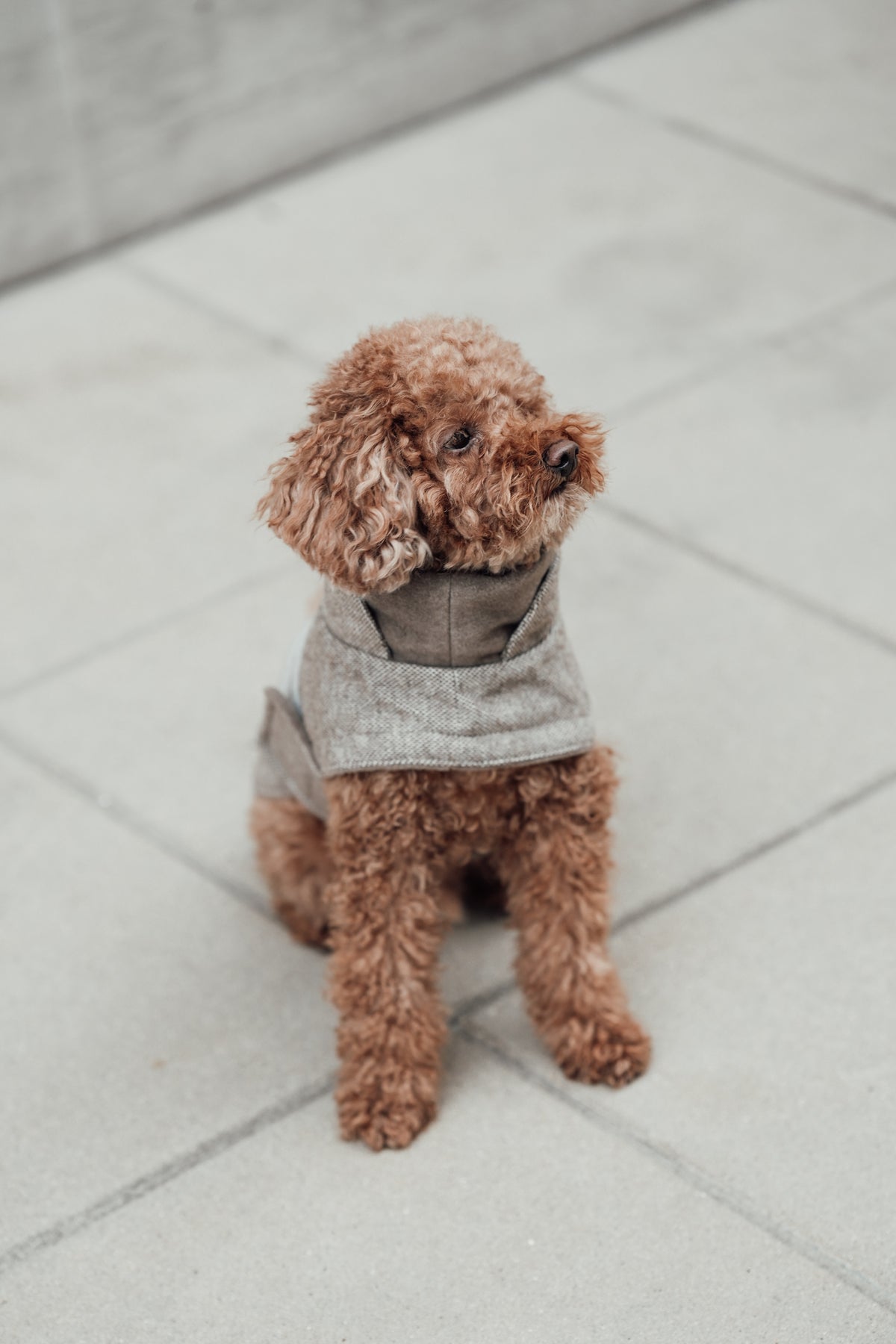 Cloud7 Hundemantel Brooklyn Tweed Beige LEVEY Hundemantel aus Wolle