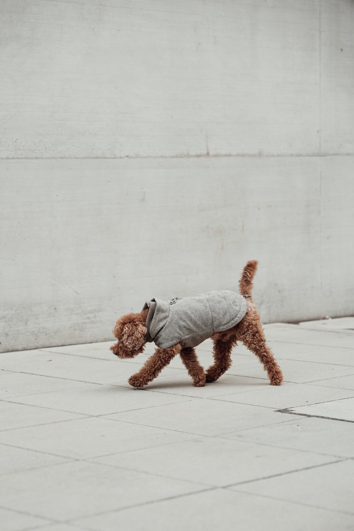 Cloud7 Hundemantel Brooklyn Tweed Beige LEVEY Hundewintermantel