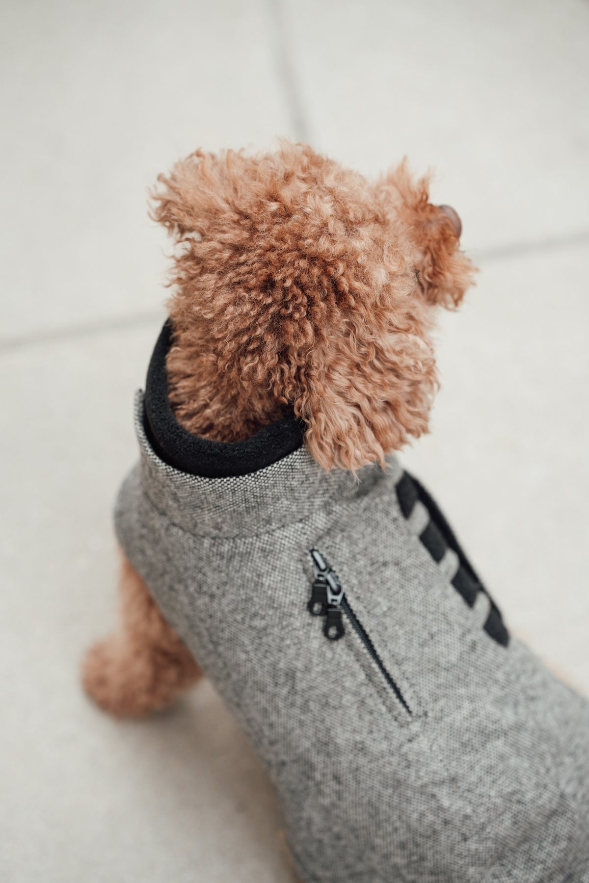 Cloud7 Hundemantel Brooklyn Tweed Black LEVEY Hundemantel für den Winter