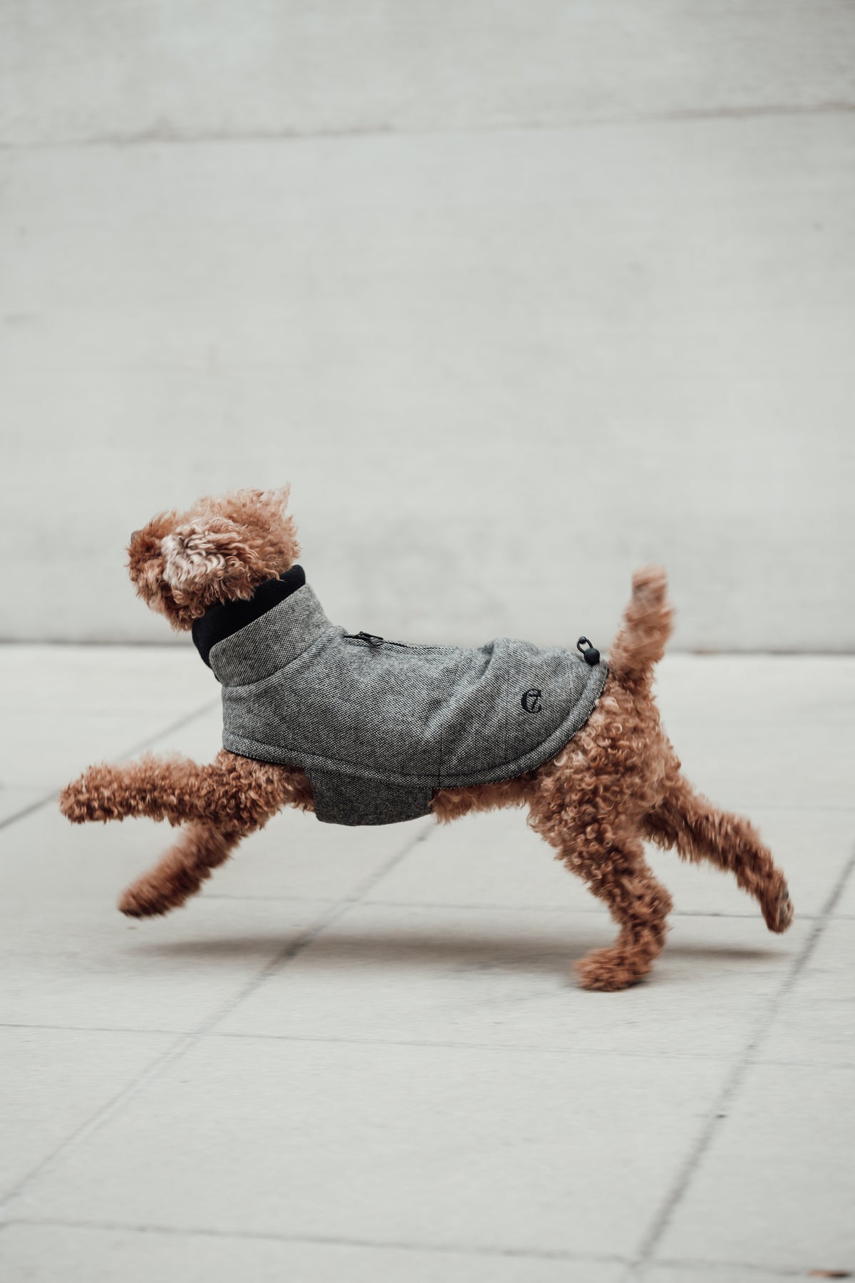 Cloud7 Hundemantel Brooklyn Tweed Black LEVEY Hundewintermantel Wolle 