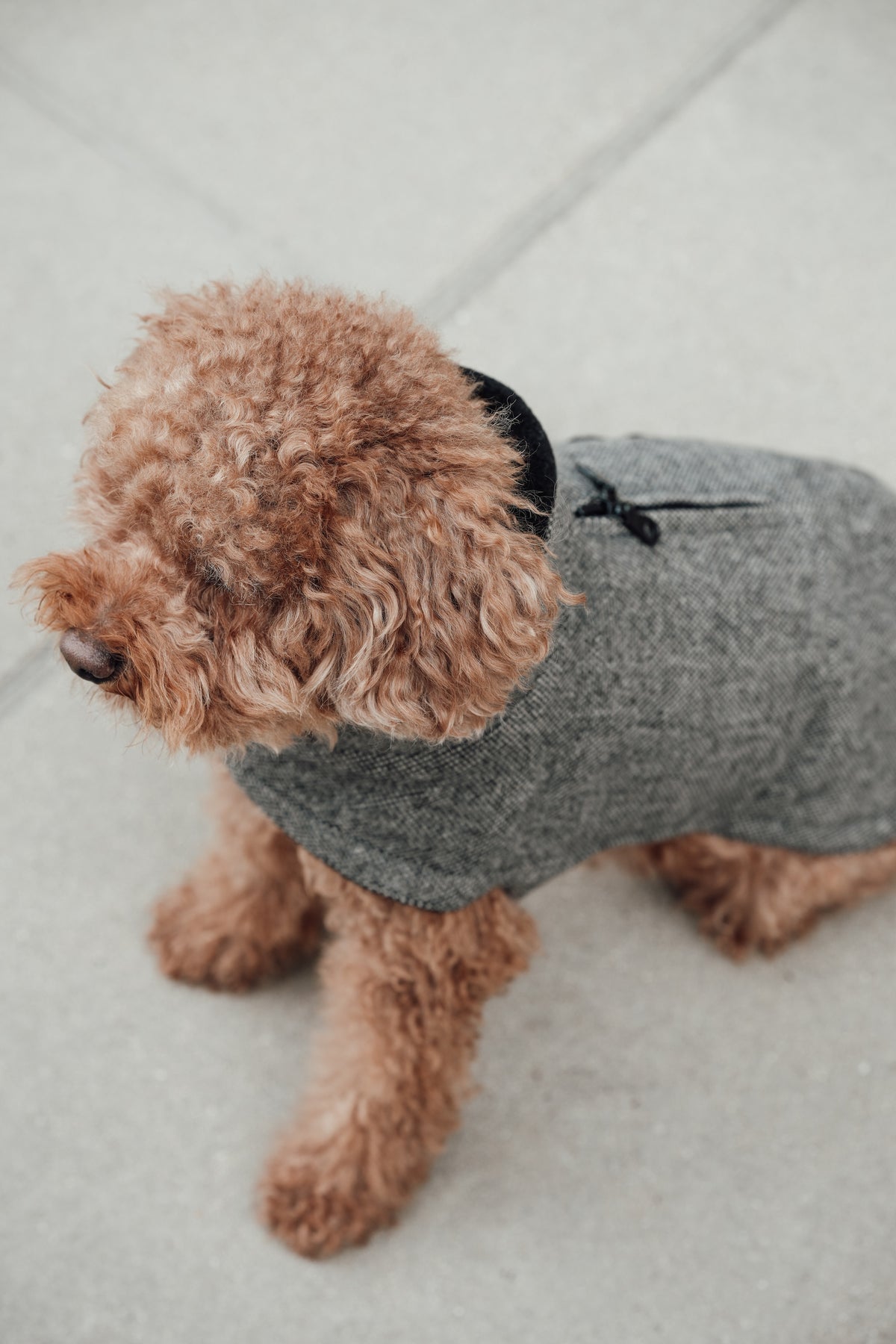 Cloud7 Hundemantel Brooklyn Tweed Black LEVEY Hundewintermantel wasserdicht