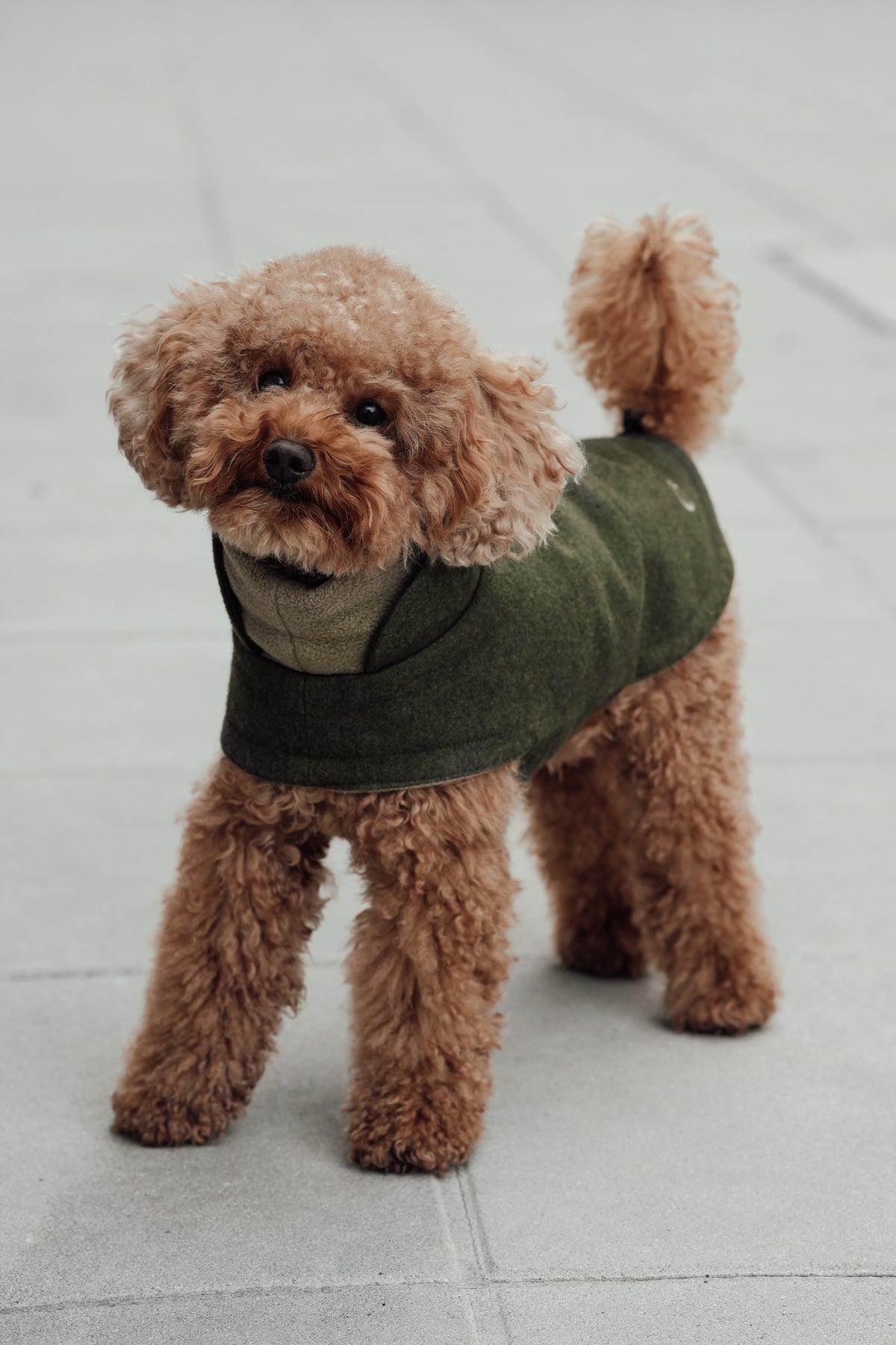 Cloud7 Hundemantel Brooklyn DACKEL Flanell Fern Green  Hundewintermantel mit Bauchschutz Wasserdicht