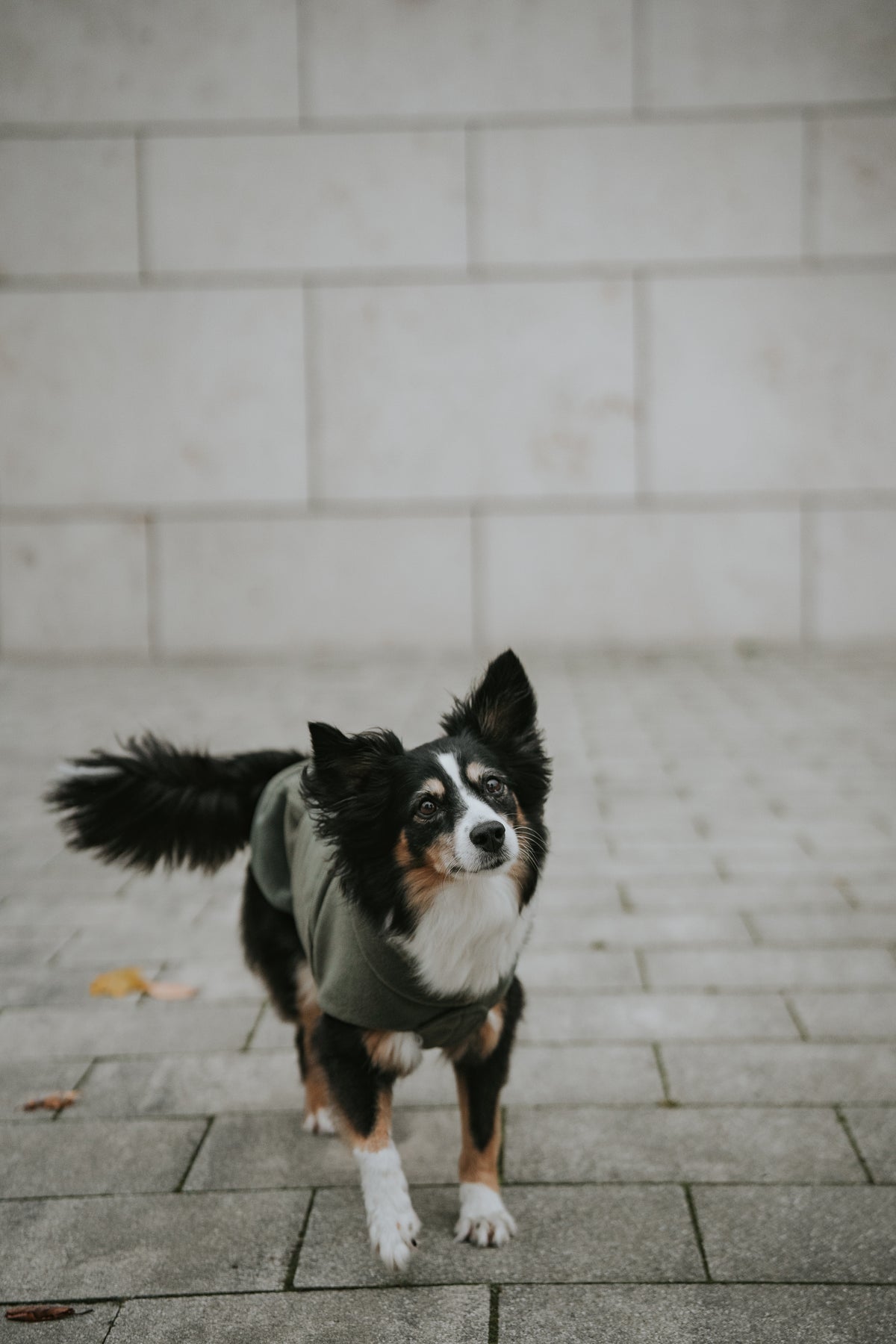 Cloud7 Hundepullover Fleece Derby Khaki Hundemantel Winter wärmend Bauchschutz