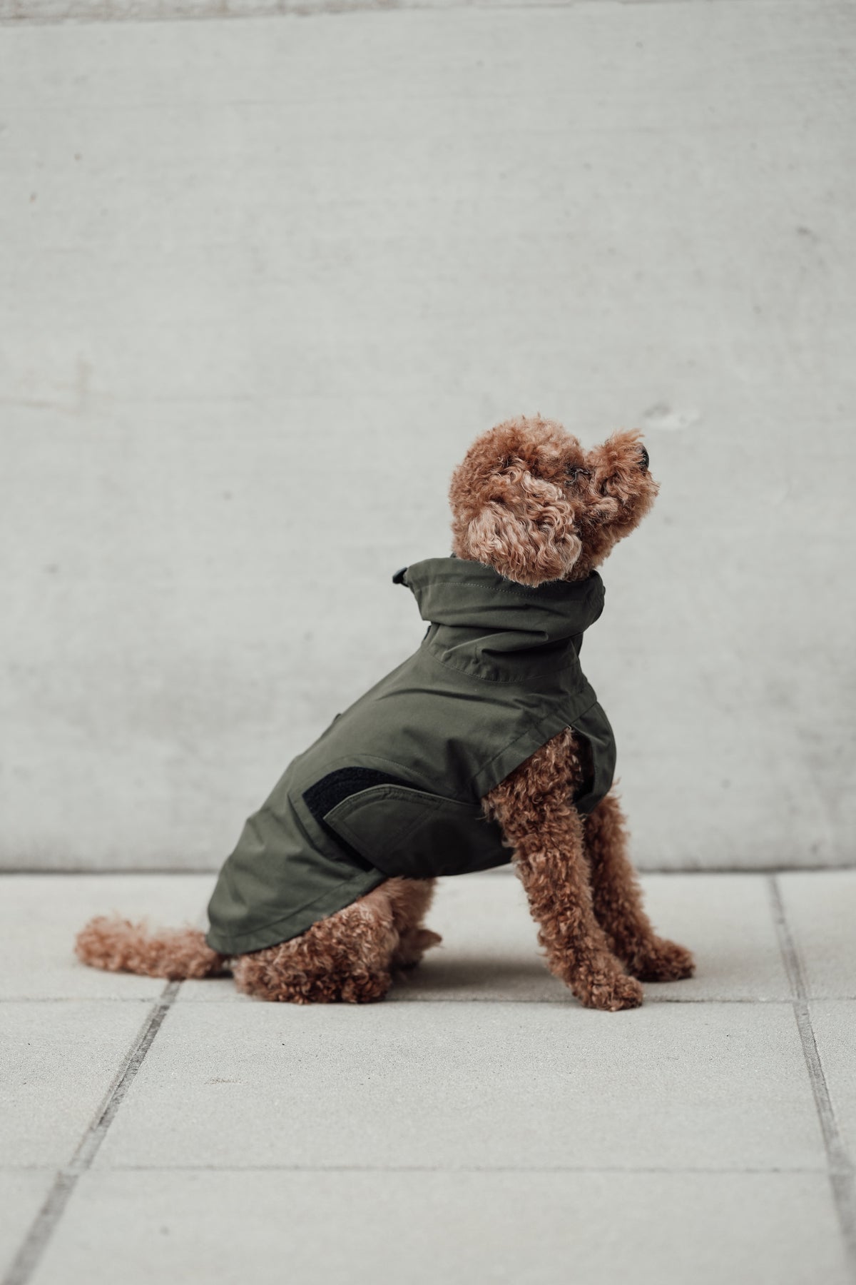 Cloud7 Hunderegenmantel Dublin Dark Olive Regenmantel für Hunde Hunderegenmantel für Geschirr